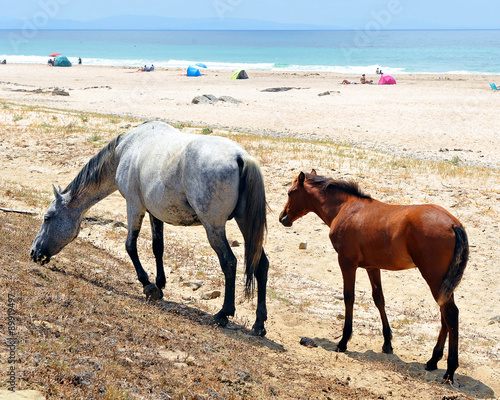 The mare and her foal on the beach, Spain