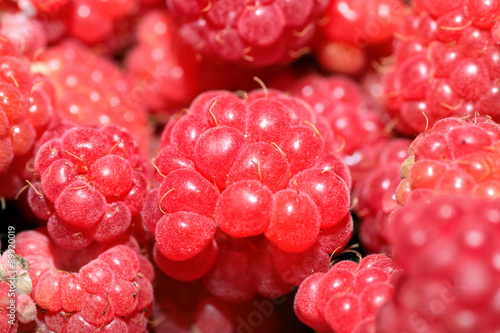 raspberry macro