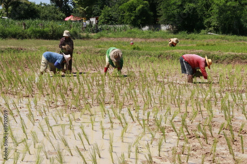 farmers in rice field