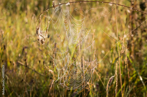 Cobweb with the dew