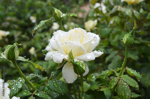 rosier blanc sous la pluie photo