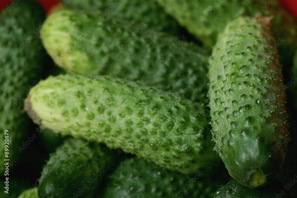 fresh crop of cucumbers fresh crop of cucumbers
