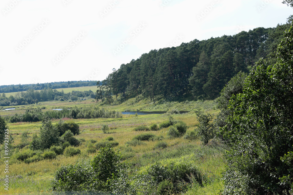summer landscape field