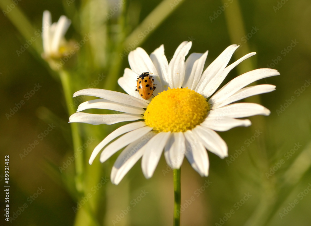 Obraz premium ladybug on the camomile macro