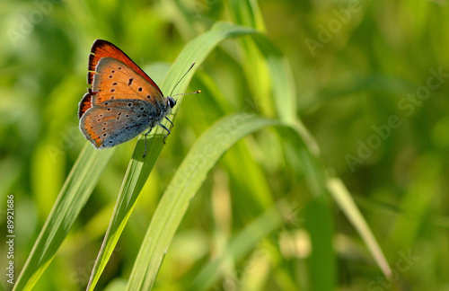 Orange butterfly macro