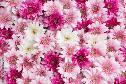 Fototapeta Naklejka Na Ścianę i Meble -  ピンクと白の花1