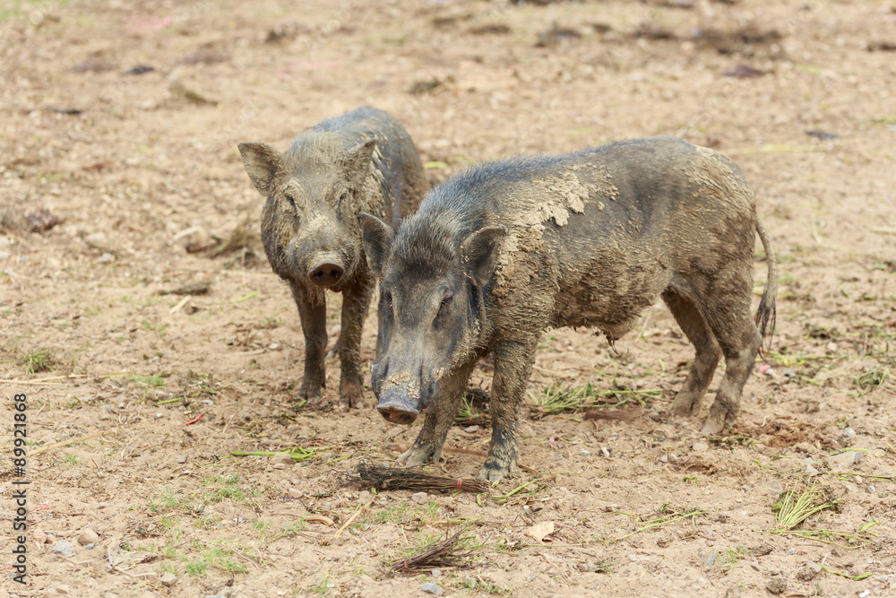 Fototapeta premium Two wild boar pig in the farm