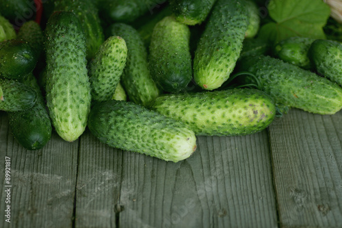 fresh crop of cucumbers