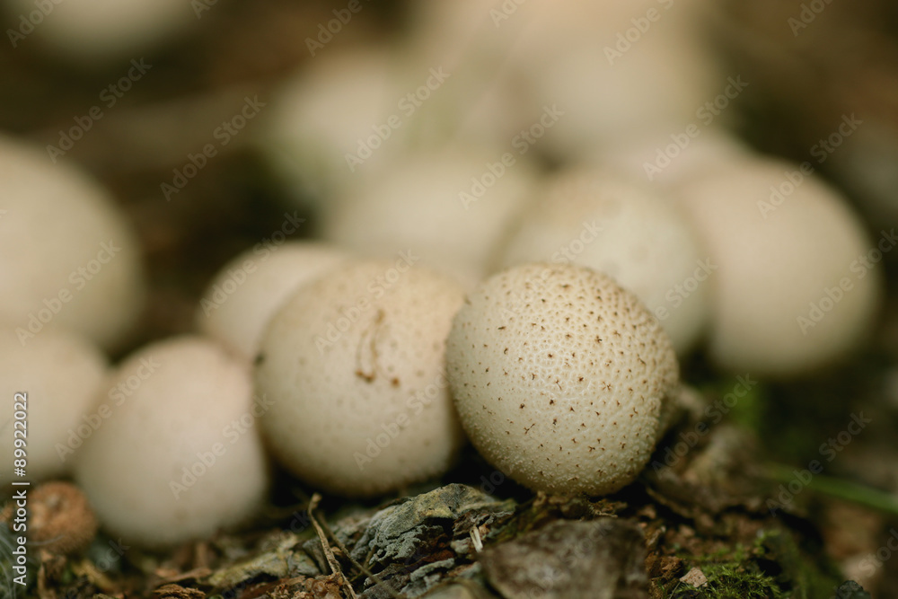mushrooms, white round mushrooms, white round