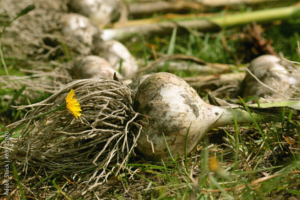 Garlic harvested from the garden Garlic harvested from the garden