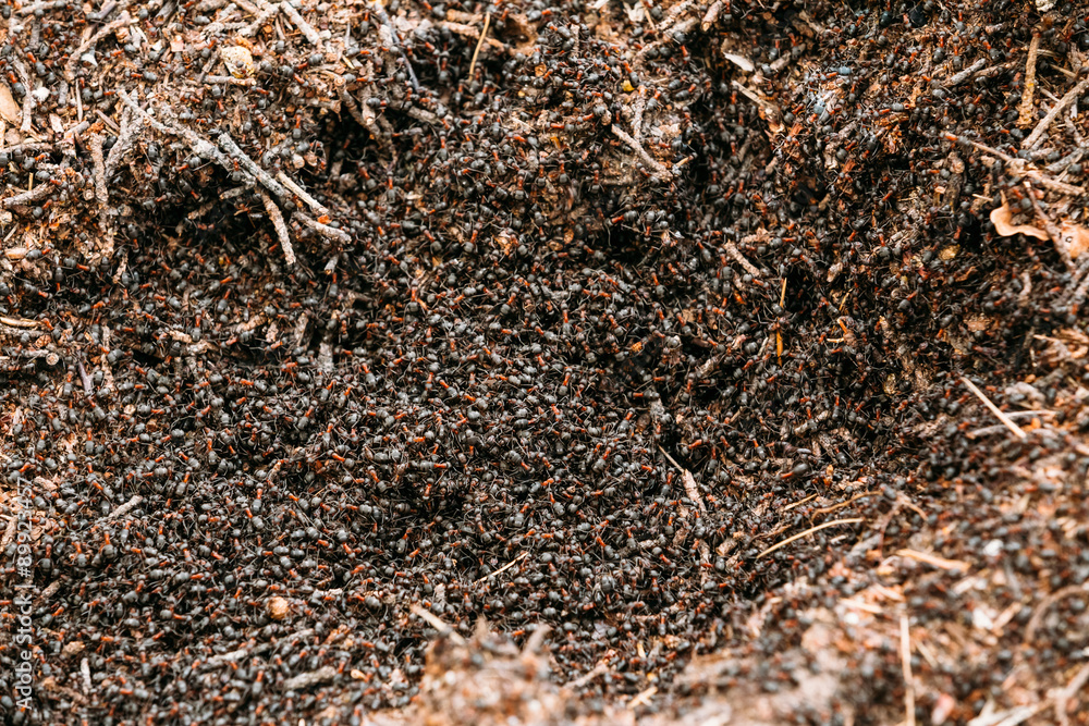 Red Forest Ants Formica Rufa In Anthill Macro Photo Red Forest Ants Formica Rufa In Anthill Macro Photo