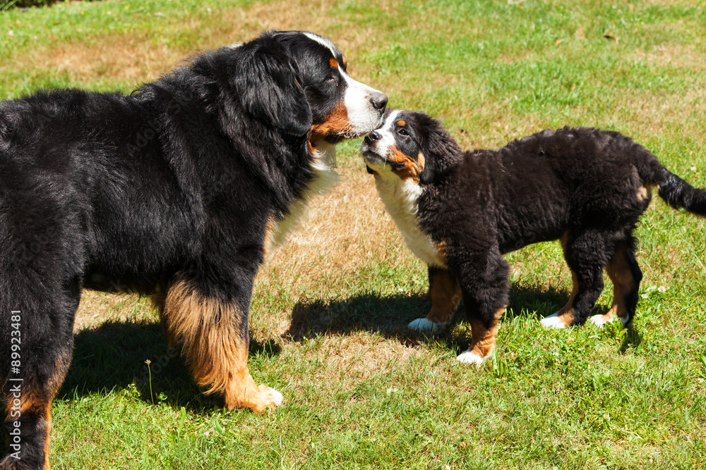 Fototapeta premium Bernese Mountain Dog in the summer meadow