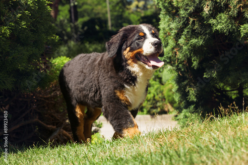 Fototapeta Naklejka Na Ścianę i Meble -  Bernese Mountain Dog in the summer meadow