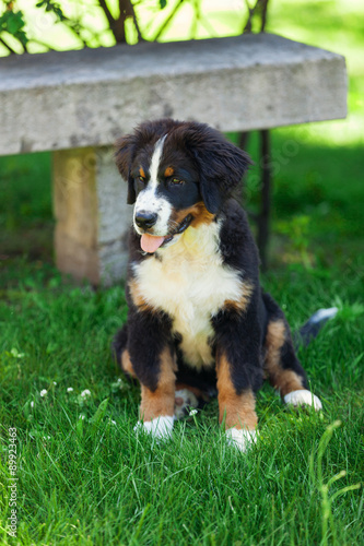 Bernese Mountain Dog in the summer meadow