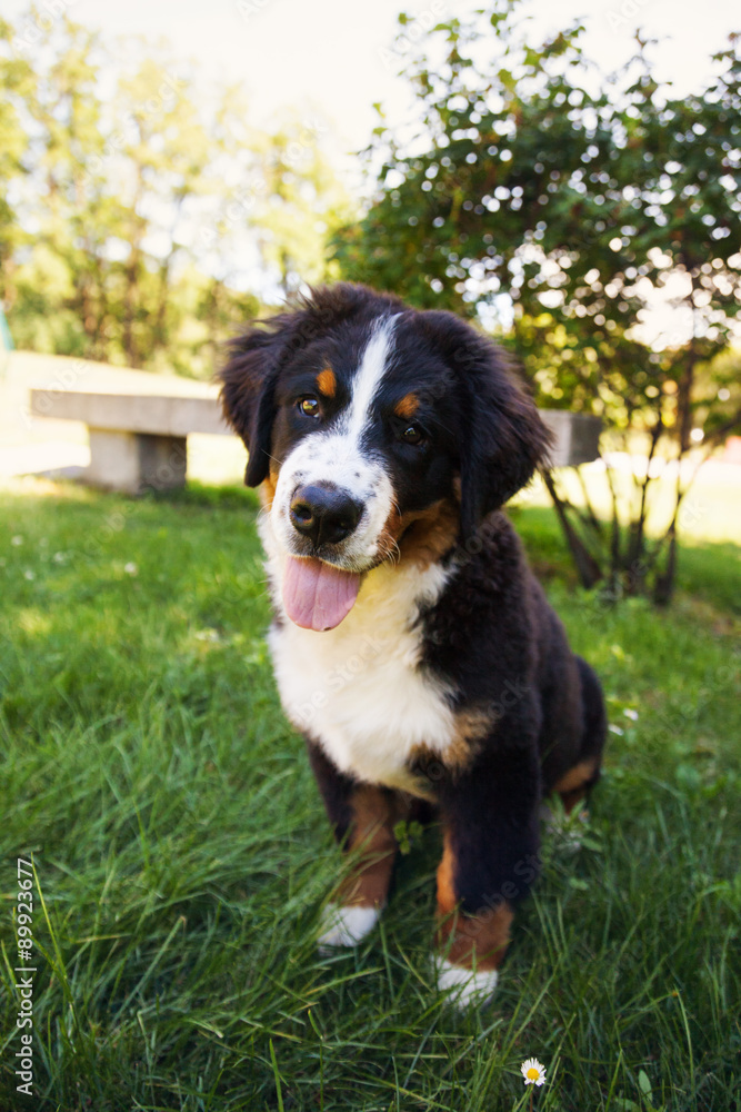 Bernese Mountain Dog in the summer meadow