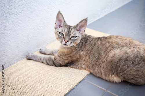 Obraz na płótnie Beautiful devon rex cat laying on a scratching board