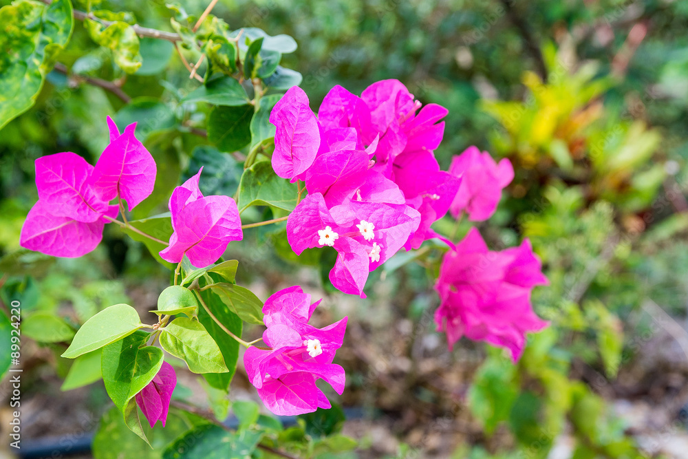 beautiful pink flowers beautiful pink flowers