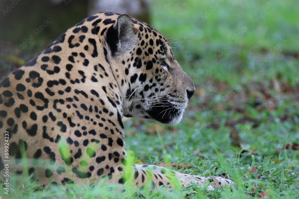 Fototapeta premium Guyane - Zoo - Août 2015