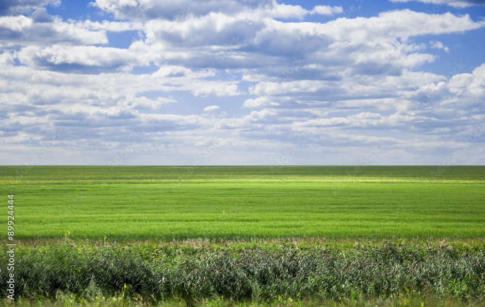 Fototapeta premium field on a background of the blue sky