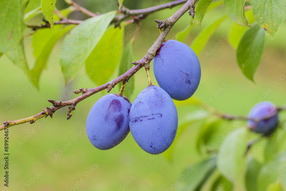 Pflaumen am Baum Stock-Foto | Adobe Stock Pflaumen am Baum Stock-Foto | Adobe Stock