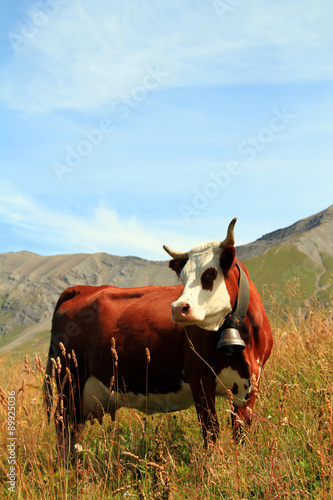 Slika na platnu vache 25082015