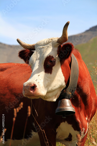 Slika na platnu vache 25082015