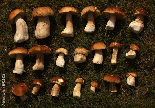 Mushrooms on grass. Seasonal harvest.