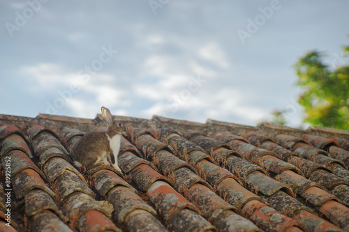 Rabbit on Roof © DanliePhoto