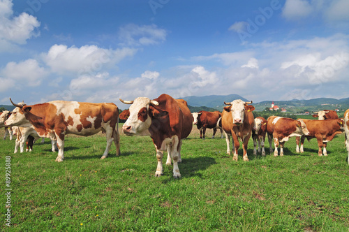 Cow herd in a field