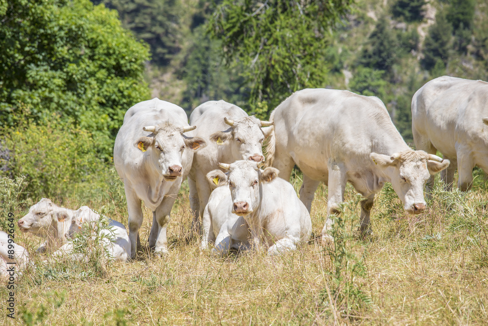 Obraz premium Vaches et veaux bio