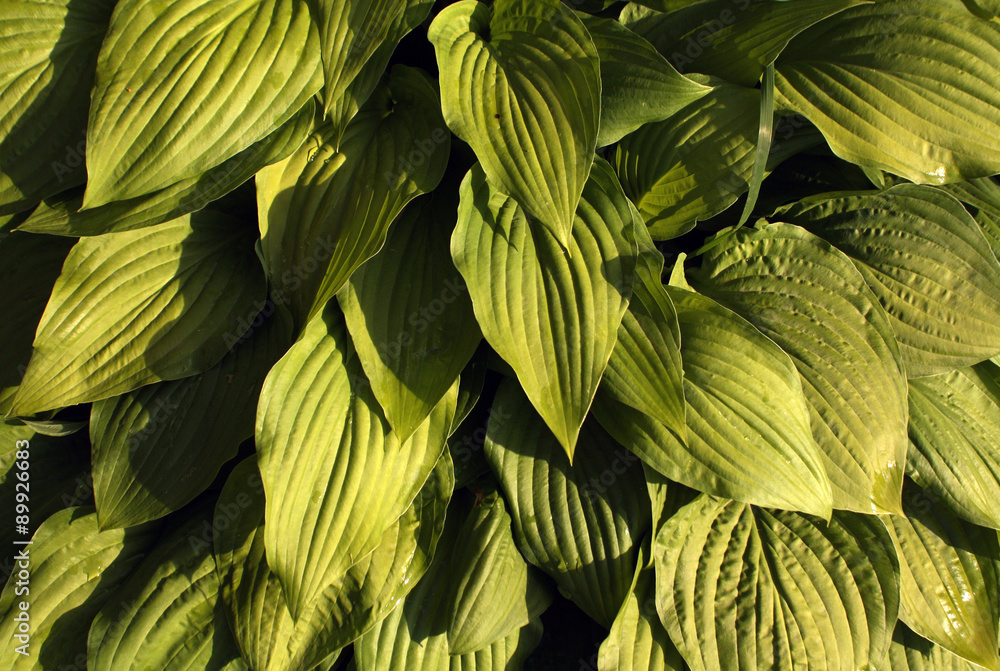 Bush leaves. Garden Bush leaves. Garden