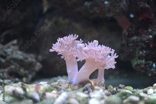 Sea coral Capnella photo