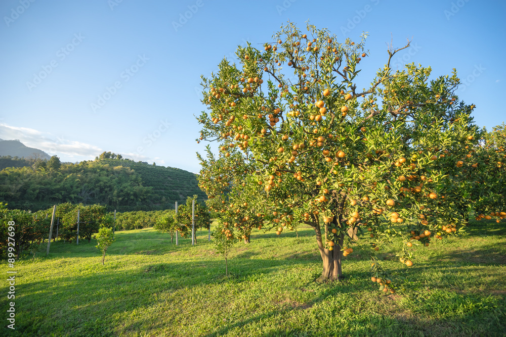 orange orchards