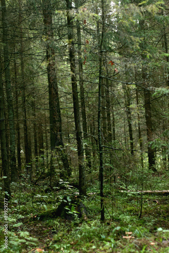 Wallpaper Mural thicket windbreak forest Torontodigital.ca