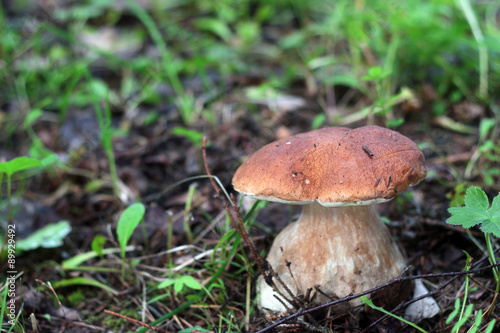 collect porcini mushrooms in nature