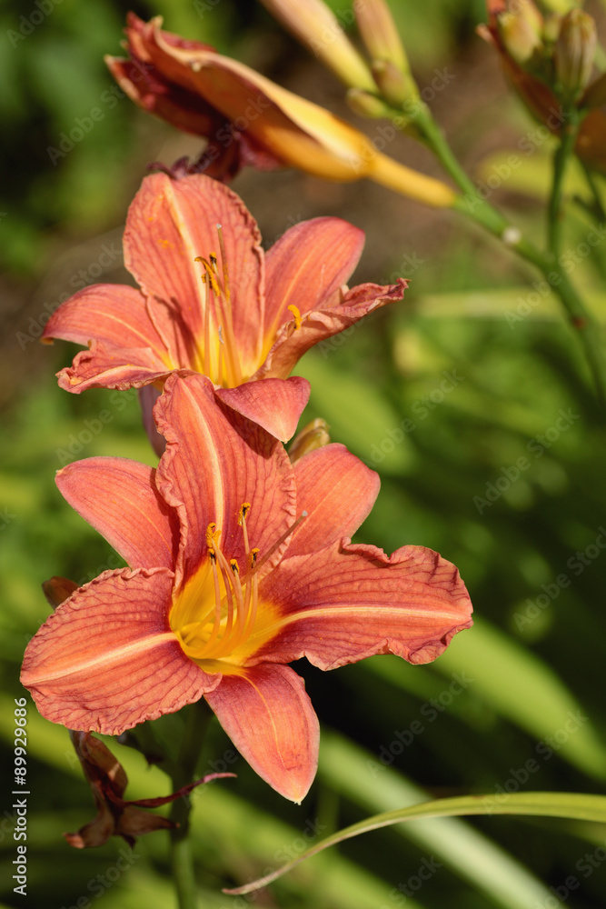 Orange flower lily
