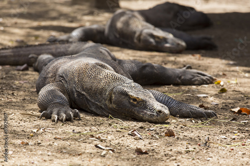 Komodo dragon