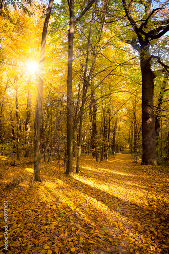 Gold Autumn with sunlight and sunbeams - Beautiful Trees in the
