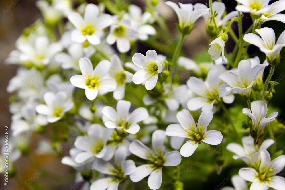 Chickweed blooms macro in the garden outdoors (Cerastium uralens Chickweed blooms macro in the garden outdoors (Cerastium uralens