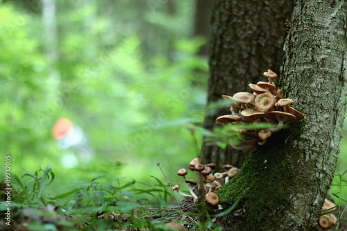 Mushrooms grow on trees