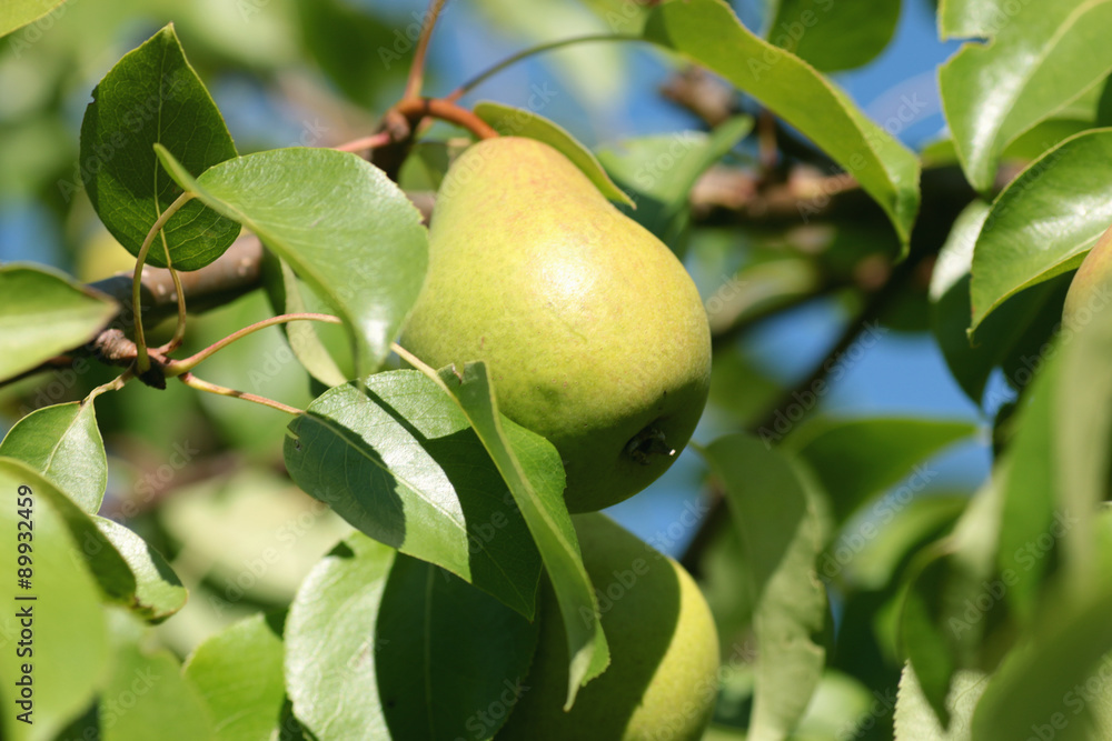 pear on a tree close-up
