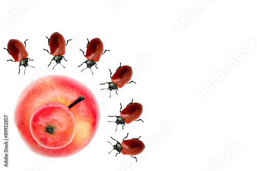 Unusual red apple and a lot of red beetle on a white background