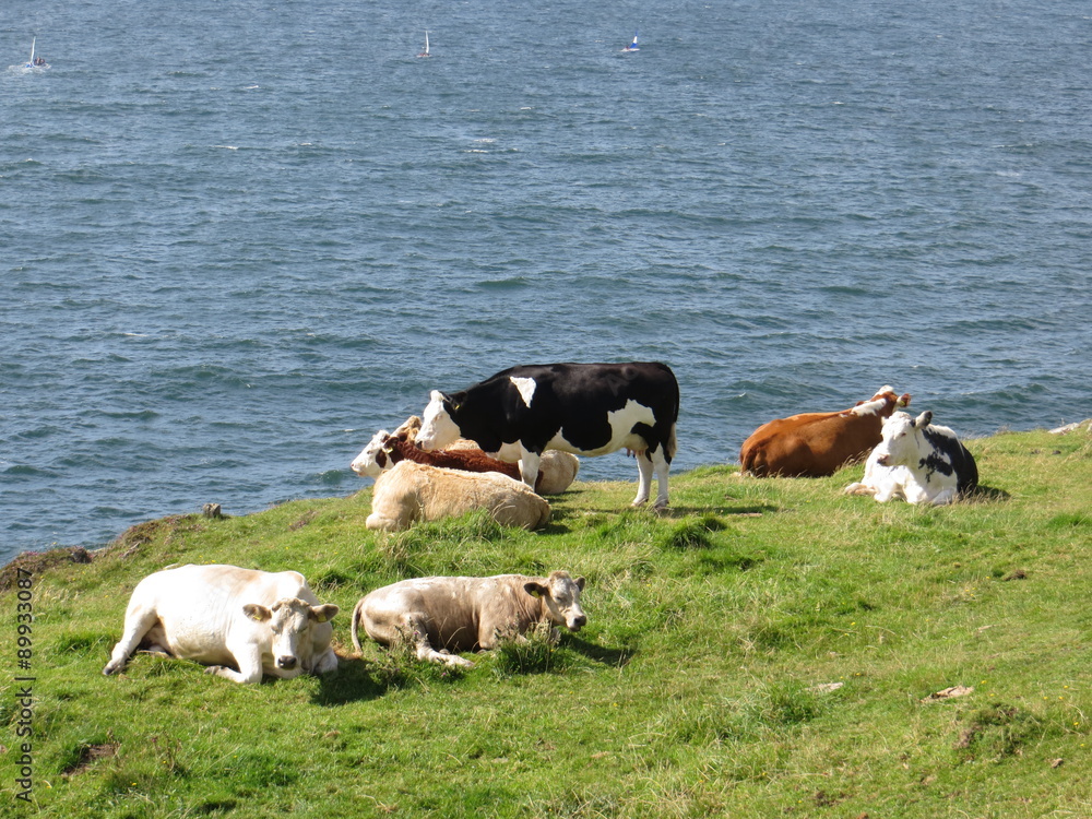 cows by the coast