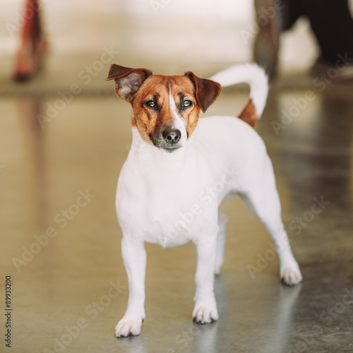 White small dog jack russell terrier