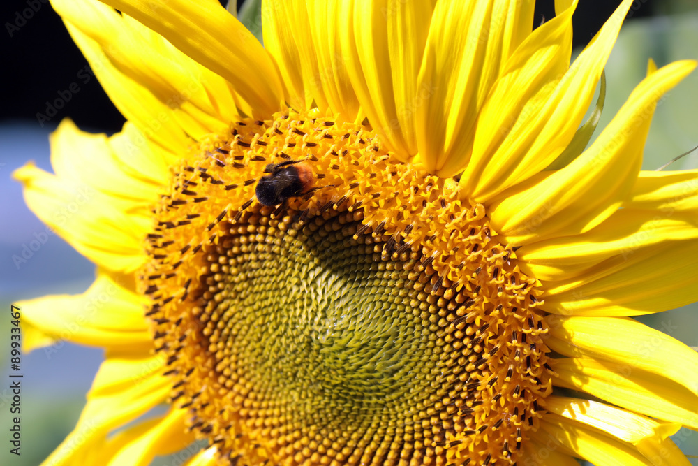 Naklejka premium large buds sunflowers at sunset