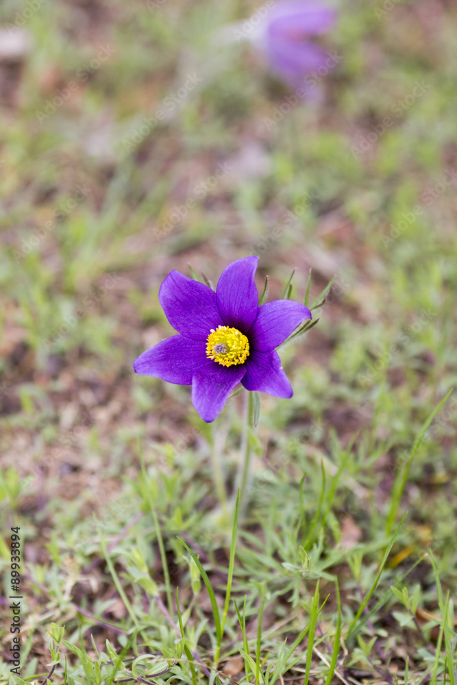 Fototapeta premium Flowers.