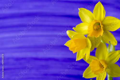 Fototapeta Naklejka Na Ścianę i Meble -  Daffodils.