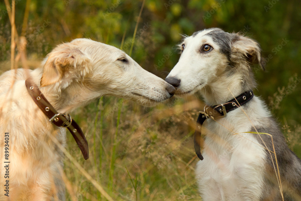 Obraz premium Dog kisses