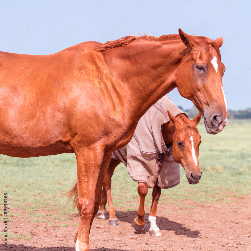Fototapeta premium horse portrait