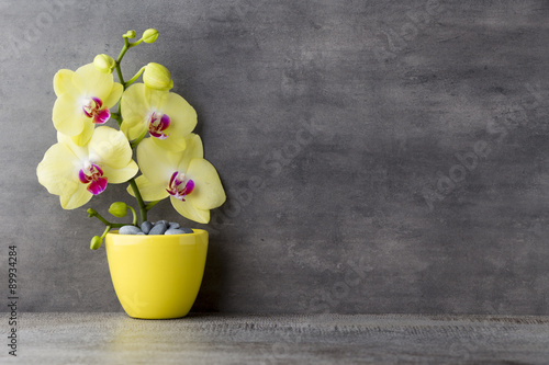 Fototapeta Naklejka Na Ścianę i Meble -  Yellow orchid on the grey background.